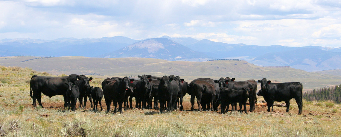 All Natural Beef Cattle from Esty Ranch