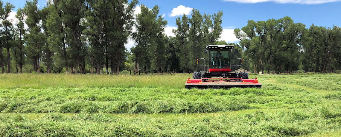 Timothy Hay and Native Mountain Meadow High Altitude Grass Hay Mix